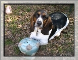 Basset Hound, pi�ka